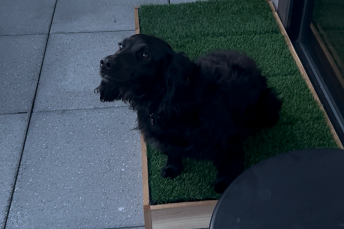 Train your dog
